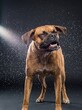 © zahidzahran - A brown boxer dog shaking off water with droplets flying in a studio setting against a dark background.