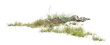 © Saharattaphum - grass on white background/High-resolution detailed grassy landscape with natural rocks and lush green vegetation isolated on a clean white background.