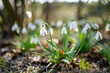 © MNStudio - White snowdrops bloom in a sunlit garden among fresh green leaves in spring. Delicate seasonal flowers symbolize awakening of nature, renewal and arrival of spring.