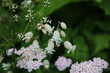 © klaus - Bunte Blumen auf einer alpinen Wiese in den Pitztaler Alpen im Sommer.