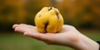 © MT - Fresh ripe yellow quince fruit held in an open human hand representing autumn harvest and organic farming concept