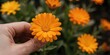© MT - Person hand holding vibrant orange calendula flower in garden, medicinal herb harvesting concept