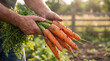 © Nadine - Hands holding a fresh bunch of organic carrots with green tops, earthy from a sustainable garden in golden hour.