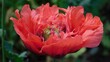 © GFX Footage  - Red poppy flower blooming brilliantly with intricate ruffled petals and a detailed center structure against a dark green background, highlighting floral beauty in a close-up botanical garden setting.