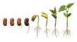 © ENDRY - Bean plant growth on white.