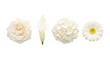 © RK graphics - Collection of white flowers rose calla lily hydrangea daisy.