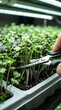 © AdPremium - Close-up of a farmer harvesting fresh organic microgreens with scissors under artificial LED grow lights in an indoor urban farm
