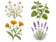 © Anaashop - Vintage Medicinal Herb Collection