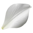 © MDABDUR - Single white lily leaf with soft yellow base