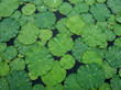 © Ranu - Top view of many green lotus leaves floating on dark water surface with water droplets after rain