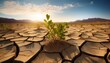 © Kerry - resilient desert vegetation growing cracked earth demonstrating hope strength ecological balance pictures