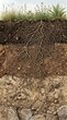 © Rocha Santos - Cross-section of soil revealing intricate root system and layers of earth, from the surface vegetation to bedrock.