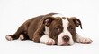 © FahVecStudio - Adorable brown and white puppy lying on a plain white background looking cute and sleepy with a gentle expression in a professional studio shot