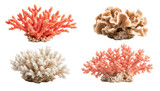 Collection of four natural ocean coral reef specimens including red, white, beige, and pink coral isolated on transparent background.