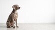 © Dog's World - Weimaraner dog sitting still and looking away in a bright studio room