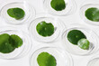 © Bowonpat - Centella asiatica leaves inside lab petri dishes on white background.
