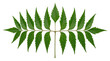© Asad - Fresh green neem leaf branch, medicinal azadirachta indica foliage, herbal ayurvedic plant element for wellness and skincare isolated PNG with Transparent Background