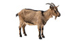 © aishaa - Brown Domestic Goat Standing Side View PNG Isolated on a transparent background