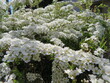 © Hanh - Close-up of white blossoms blooming on branches in spring. Soft floral background with green leaves. Represents purity, spring season, garden and beauty of nature in full bloom.