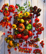© Alberto Rojas/Stocksy - Harvested colorful heirloom tomatoes on rustic wooden table