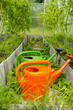 © Светлана Высокос - Orange and green watering cans standing on garden path inside greenhouse with tomato plants