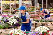 © JackF - Enthusiastic young female florist in blue overalls setting up attractive display of petunia pots, preparing colorful blooms for customers at open sunlit garden center