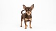 © Dog's World - Small brown chihuahua dog standing