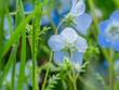 © STOCK THE WORLD - 早朝の花畑。水色の花。雨上がりの輝く水滴。春の公園や花壇を彩るネモフィラのある風景。