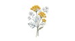 © Mamer - Hand Drawn Botanical Illustration Featuring Elegant Yellow Tansy Wildflowers and Silver Sage Leaves Isolated on a Clean White Background