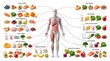 © Nathan - Infographic illustrating the relationship between various food groups and their benefits for different parts of the human body and overall health, promoting a balanced diet.
