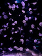 © Alina - A group of glowing translucent jellyfish floats through deep dark ocean water, creating a serene and mystical underwater ambiance perfect for nature, science, and relaxation concepts