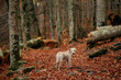 © Anna Averianova - A mixed breed dog walks among orange leaves and fallen logs in the forest. The earthy setting highlights the peaceful feel of the autumn landscape.