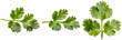 © CatTuong - Three sprigs of fresh green cilantro leaves isolated on a transparent background