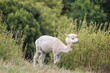 © photoholic/imageBROKER - On a cloudy day, a shorn white alpaca (Vicugna pacos) stands in a green meadow with tall vegetation in hilly terrain. A forest can be seen in the background. Farm animal, Slovakia