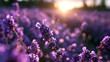 © BlackBridge Media - Blooming Lavender Flowers in Field at Golden Hour Sunset