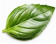© Jordan - leaf fresh basil isolated