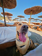 © Juanmi - Perro contento en la playa