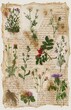 © The Little Hut - Vintage Botanical Illustrations Collage on Antique Paper with Handwritten Script