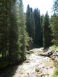 © matteo - foresta e ruscello