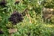 © Olga - Elderberry bush with ripe berries in a garden setting