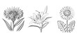 © Kolpona - Detailed cornflower lily and gerbera daisy sketches isolated on transparent background for elegant floral art