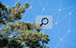 © sh99 - Konzeptionelle Umweltfotografie mit blauer Technologie-Schnittstelle und digitaler Lupe im Kiefernwald vor klarem blauem Himmel für grüne Innovationen und grüne Energien.