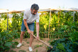 © Miquel - Man hoeing soil in a productive vegetable garden