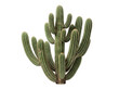 © Noyon - Tall green cactus plant with many branches standing alone as a desert botanical element for decoration