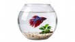 © Rodrigo N - Betta fish swimming in a round clear glass fishbowl water pet isolated on white background
