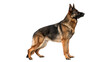 © Hanna - Purebred German Shepherd dog standing alert side view isolated on transparent background