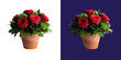 © Stock photos3.0 - Beautiful red roses in a terracotta clay flower pot bouquet transparent png