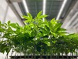 © HOP - Cannabis plants growing under industrial grow lights