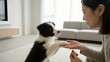 © Photo Moon - Animal - Asian woman training a cute border collie puppy in a modern living room