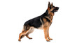 © Ward - Loyal German Shepherd dog standing alert profile isolated on transparent background